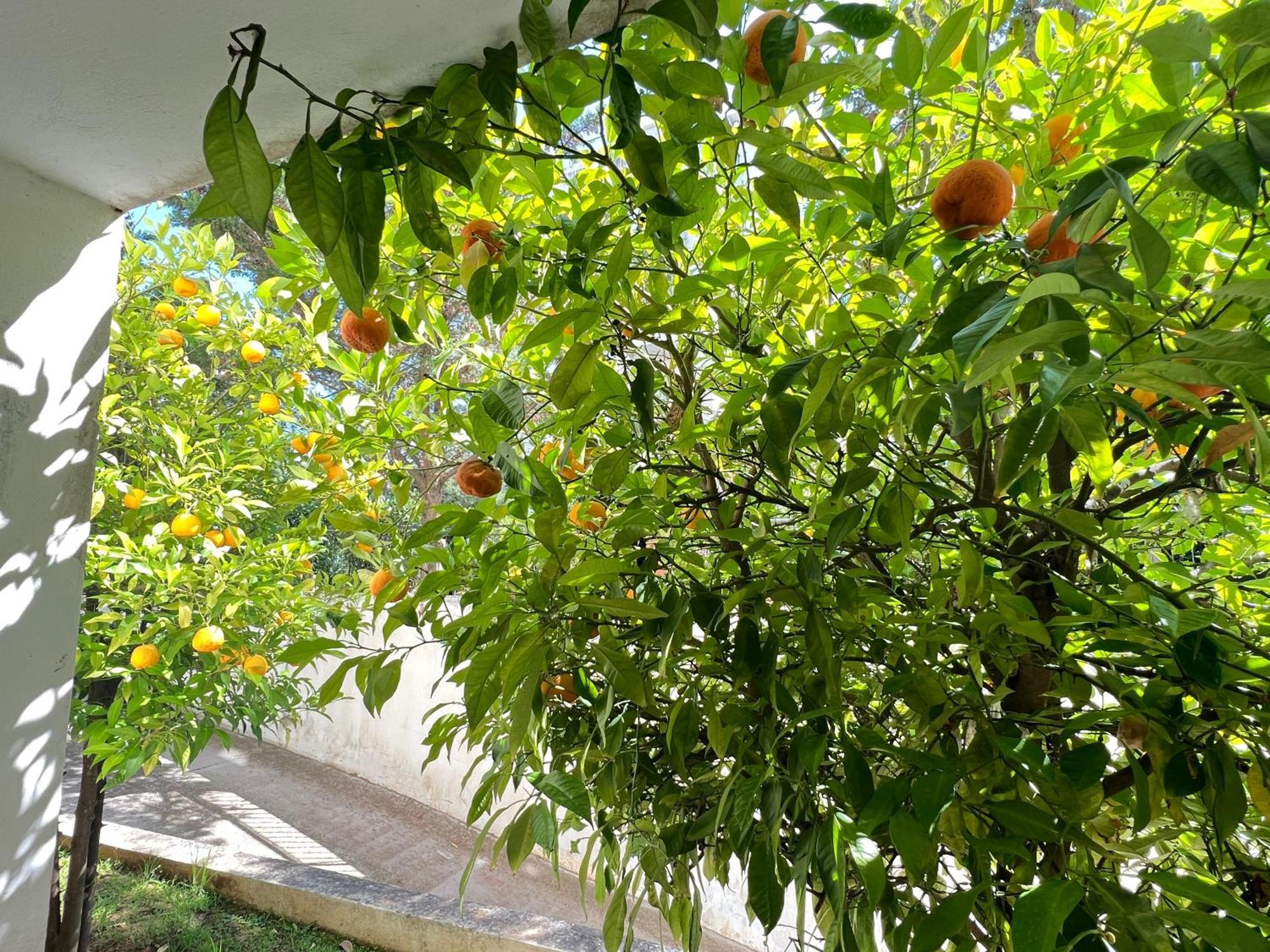Cozy Fairytal Garden Apartment, Family Friendly, Free Parking, 15 Min To Airport Atena Exterior foto